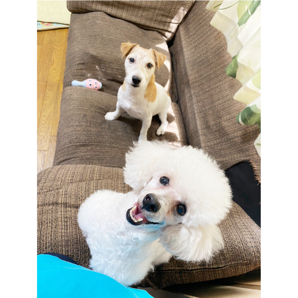 卒業犬グミちゃんの近況☆
